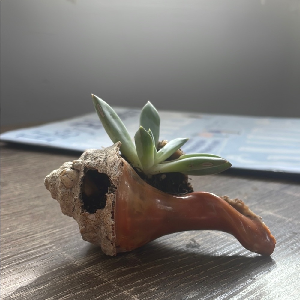 Handpicked, crafted, repotted. Love from Rhode Island beaches to your home.
